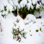 "Ochrona Przed Mrozem: Dlaczego Okrywanie Roślin To Kluczowy Element Zimowej Pielęgnacji"